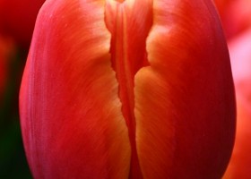 Tulipa Icoon ® (4)